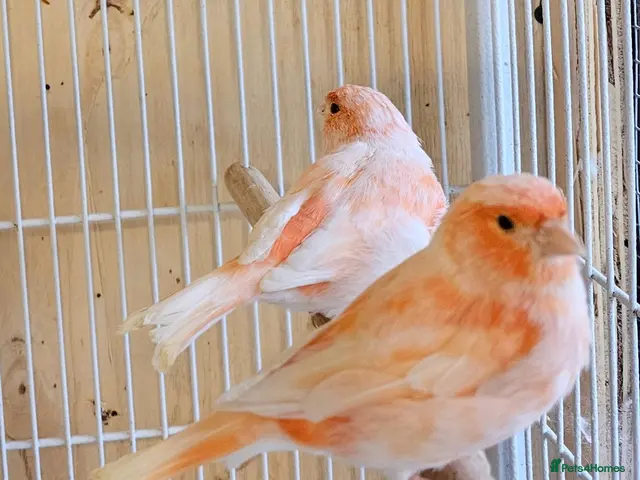 Canaries birds for sale: Beautiful canaries - Advert 1