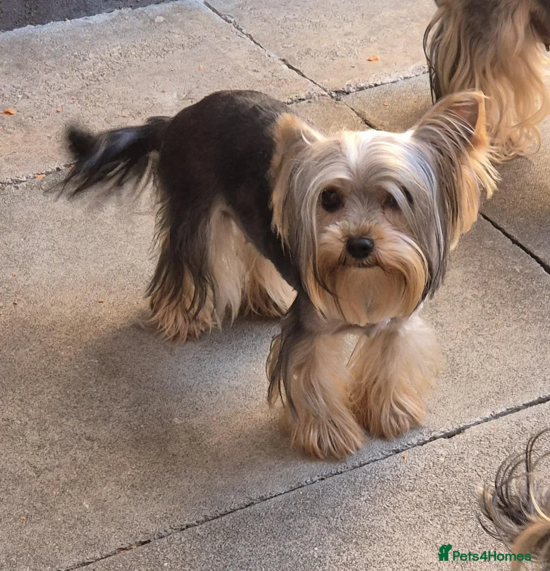 Yorkshire Terrier dogs for sale: TINY pedigree Girl - Advert 4