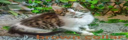 Maine Coon cats for sale: Tica registered ready now - Advert 5