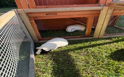 Guinea Pig rodents for sale: Two male guinea pigs  - Image 6