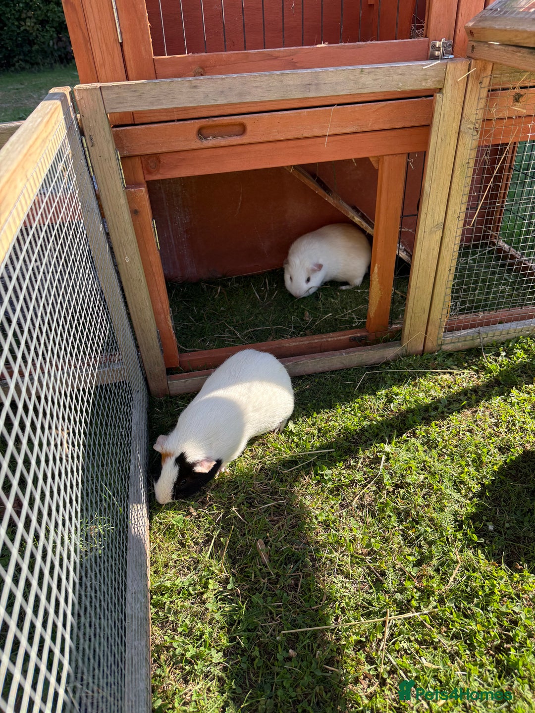Guinea Pig rodents for sale: Two male guinea pigs  - Image 6