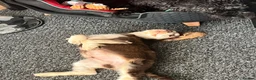 Cocker Spaniel dogs for sale: Show cocker spaniels fully vaccinated  - Advert 19