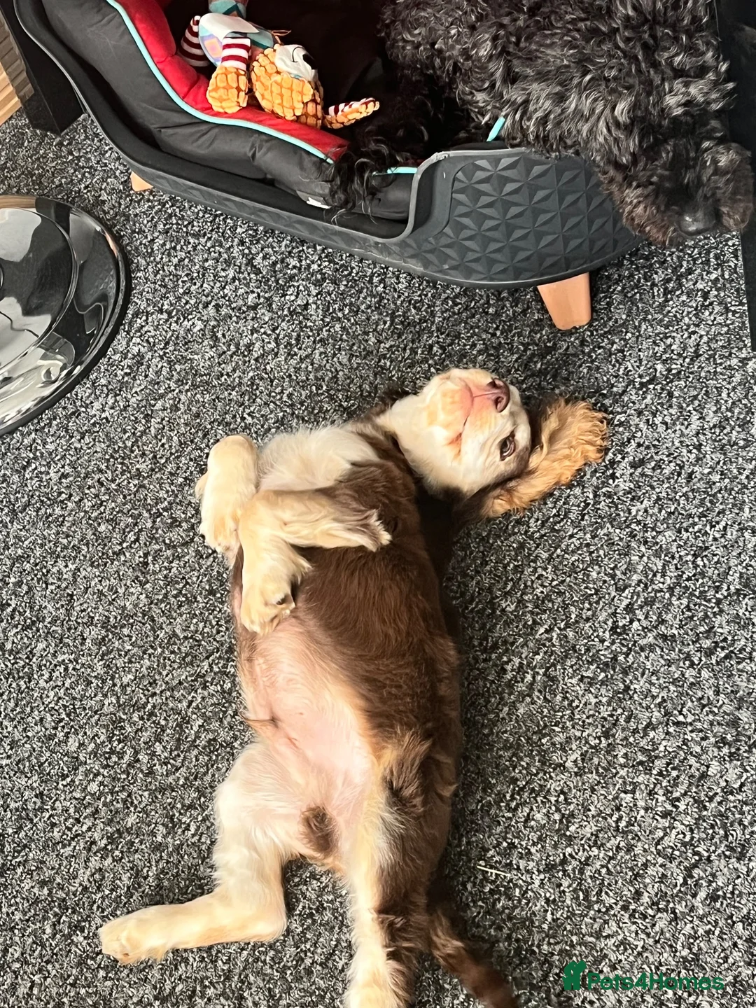 Cocker Spaniel dogs for sale: Show cocker spaniels fully vaccinated  - Advert 19
