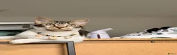 Mixed Breed cats for sale: One kitten available -  - Advert 2