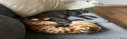 Bengal cats for sale: Male bengal   in Woodbridge - Advert 3