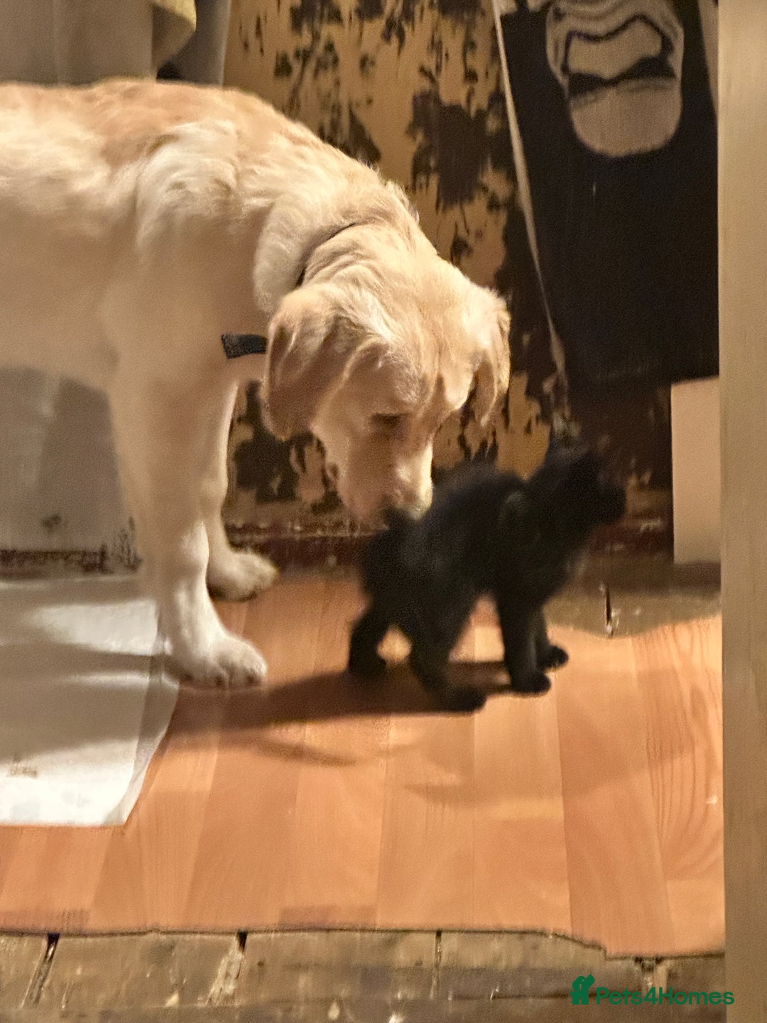 Goldador dogs for sale: Goldador- Rehoming due to illness - Advert 5