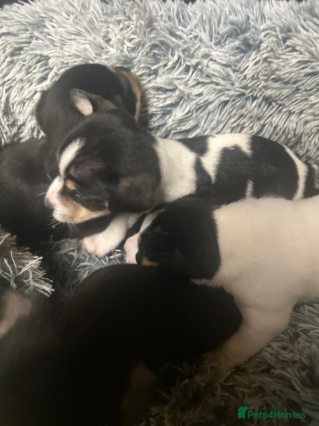 Jack Russell dogs for sale: Beautiful litter of miniature Jack Russell puppies - Advert 3