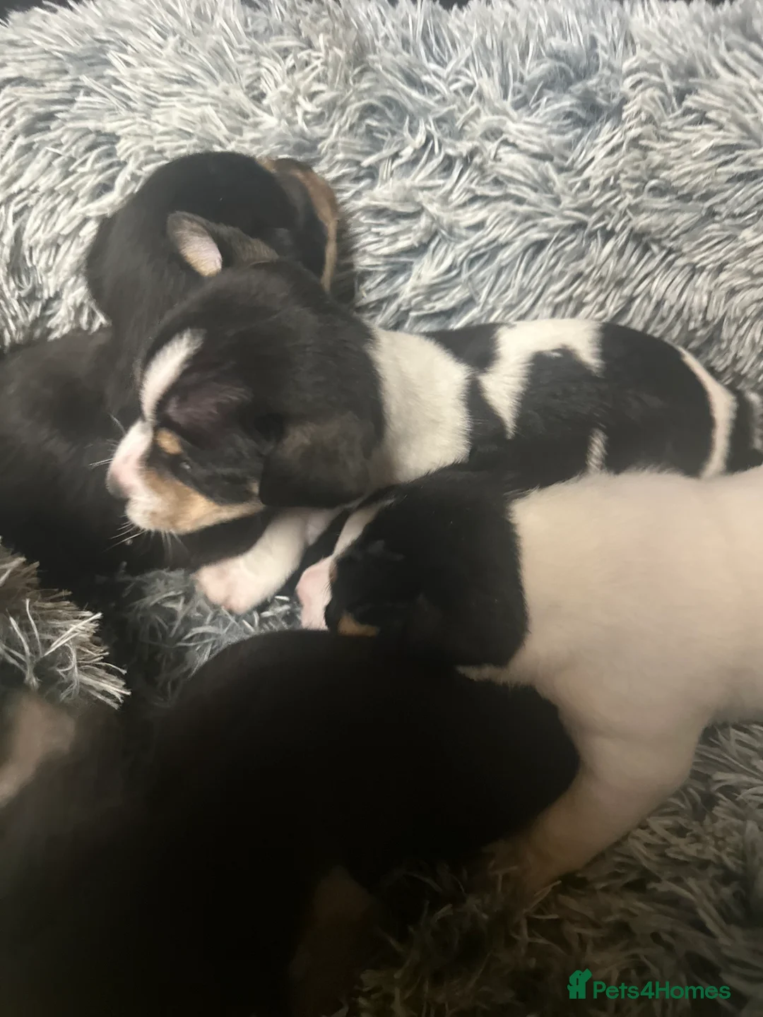Jack Russell dogs for sale: Beautiful litter of miniature Jack Russell puppies - Advert 2