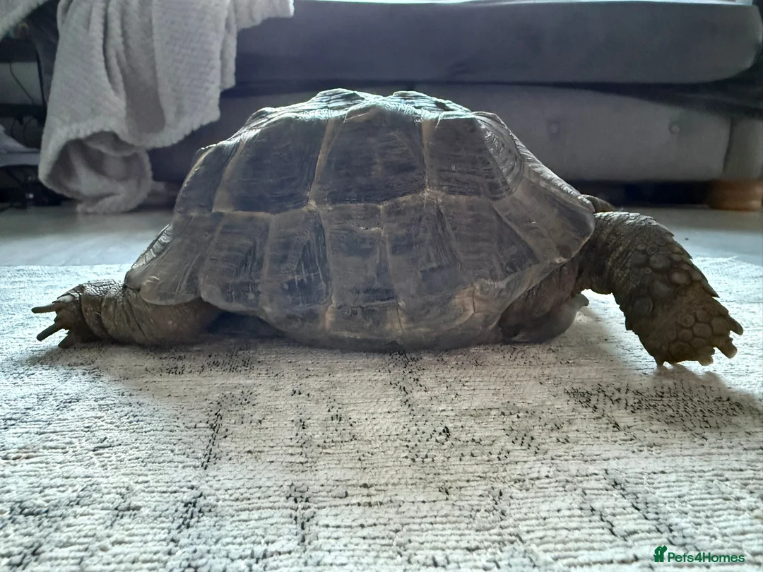Tortoise reptiles for sale: Spur thigh tortoise  in Seaham - Advert 8