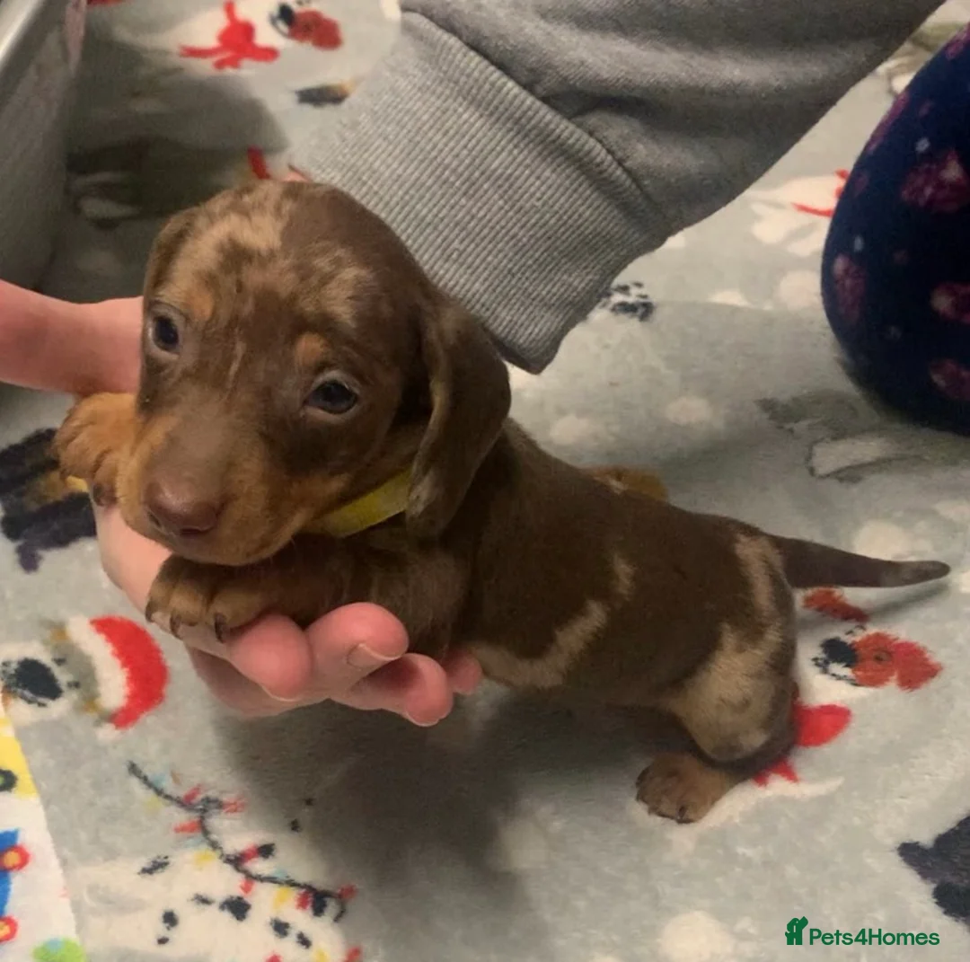 Miniature Dachshund dogs for sale: Beautiful Miniature Dachshund puppies  - Advert 9