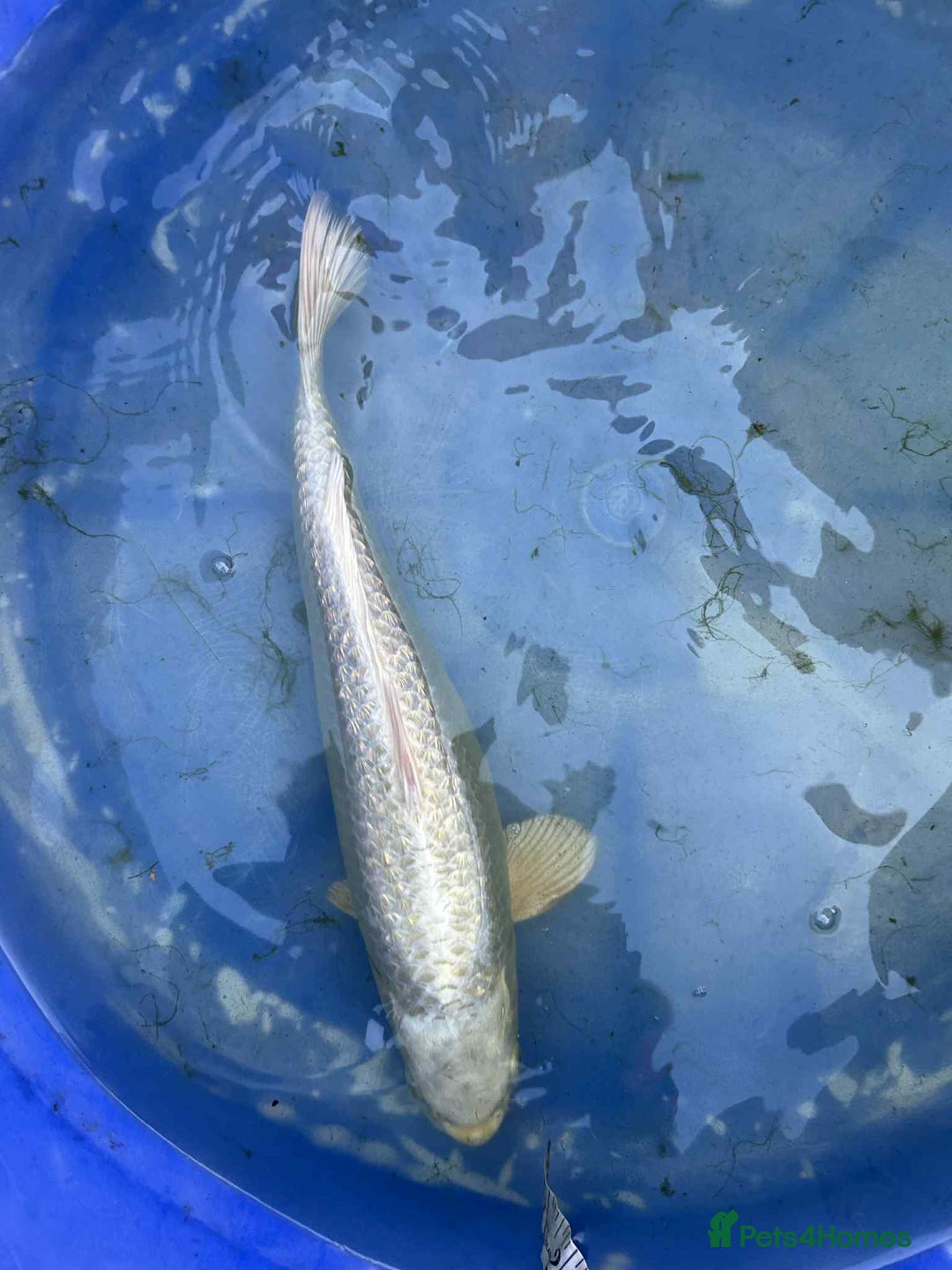 Koi Carp fish for sale: Koi for sale - Image 9
