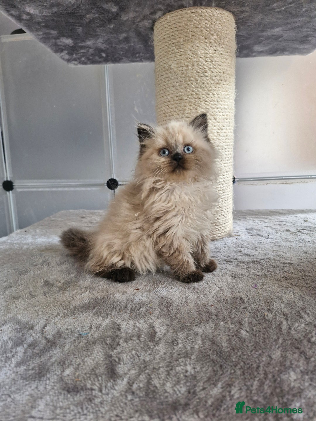 British Shorthair cats for sale: British shorthair and longhair - Image 1