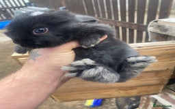 Mini Lop rabbits for sale: Mini lop babies  - Image 4