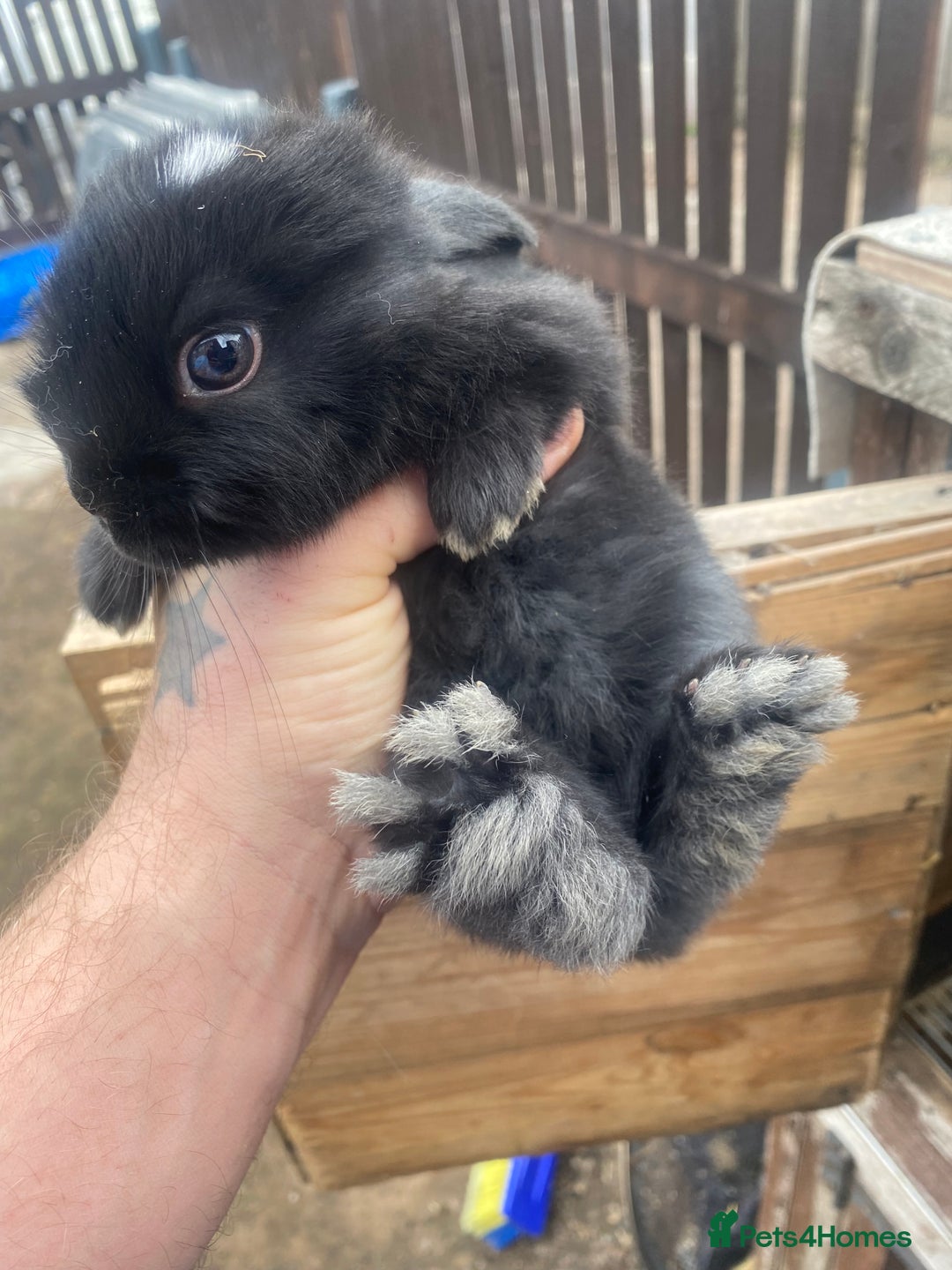 Mini Lop rabbits for sale: Mini lop babies  - Image 4