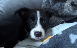 Border Collie dogs for sale: 12 week old Border Collie Male - Image 5