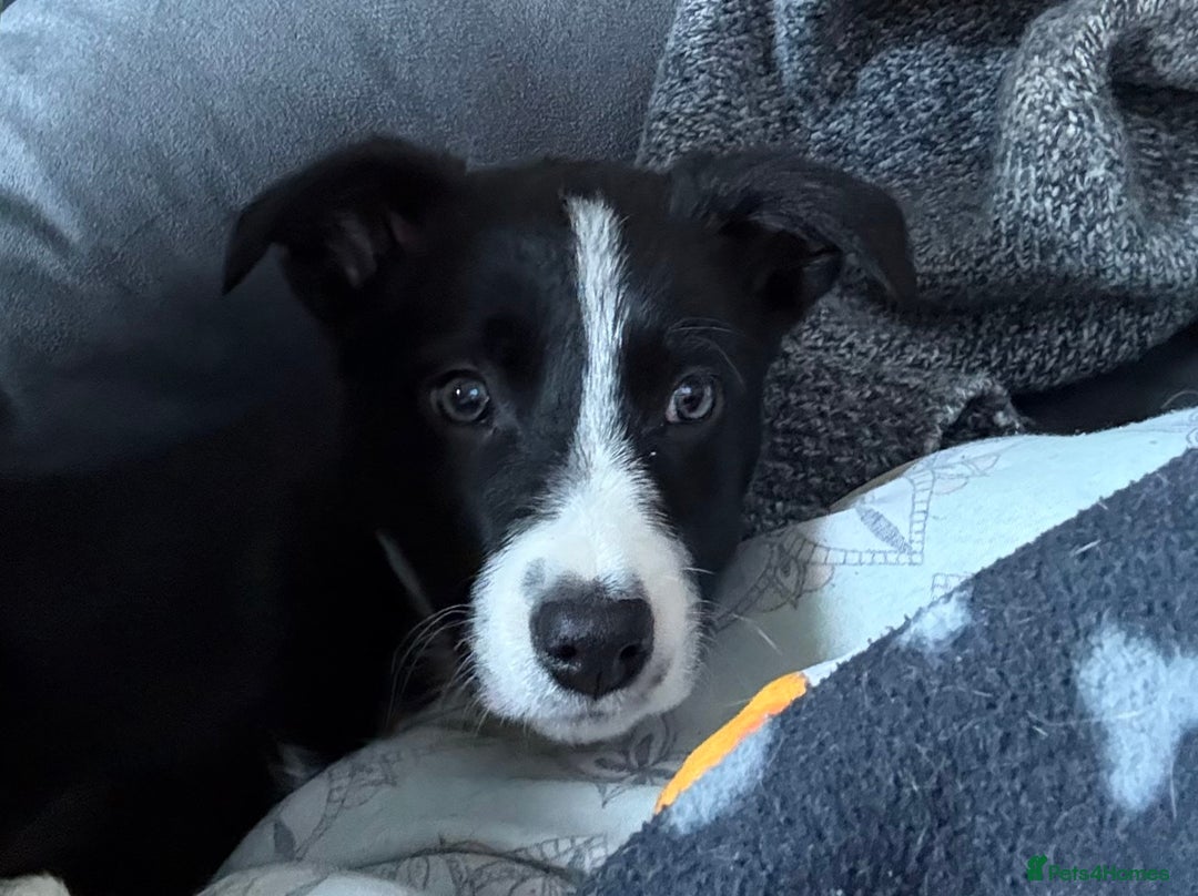 Border Collie dogs for sale: 12 week old Border Collie Male - Image 5