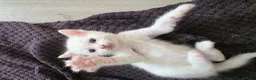 Mixed Breed cats for sale: 🔹️🔸️🔹️Kittens🔸️domestic cat x Ragdoll 🔹️🔸️ - Advert 13