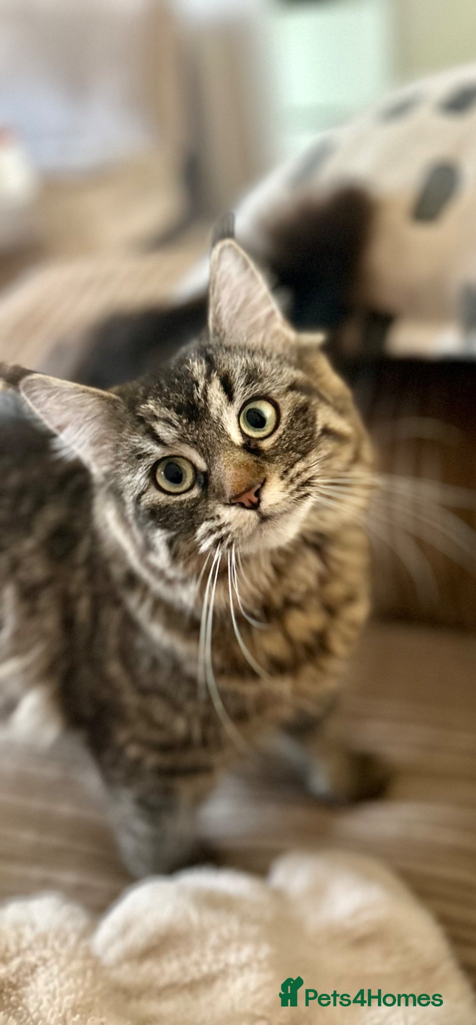 Mixed Breed cats Two black/Tabby kittens  - Advert 4