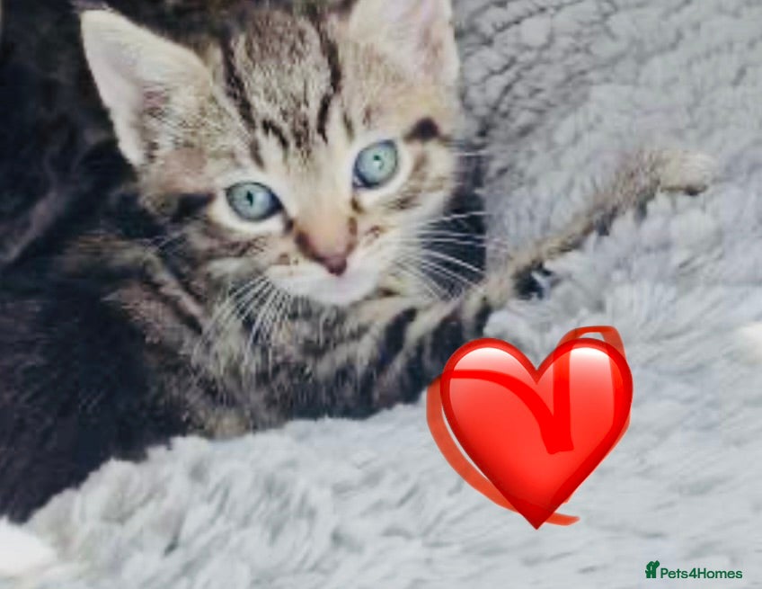 Mixed Breed cats Beautiful litter of five kittens  - Advert 1