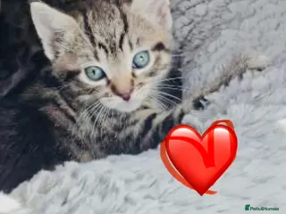 Mixed Breed cats Beautiful litter of five kittens - Advert 1