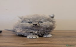 British Longhair cats for sale: British longhair kittens - Advert 4