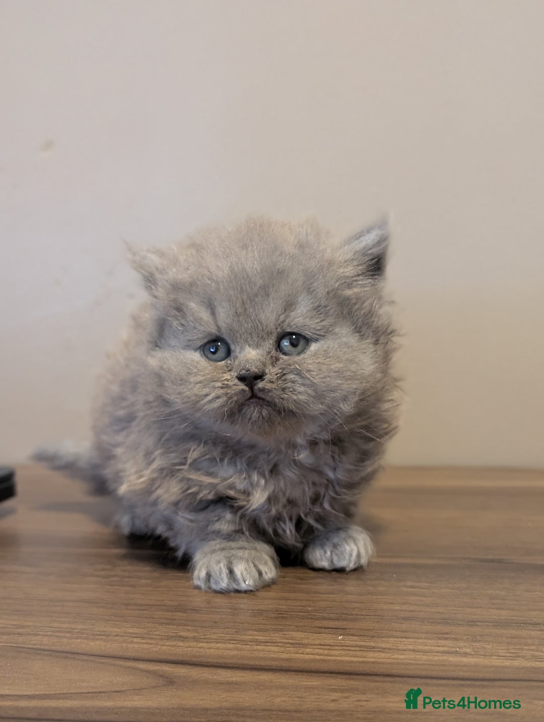 British Longhair cats for sale: British longhair kittens - Advert 4