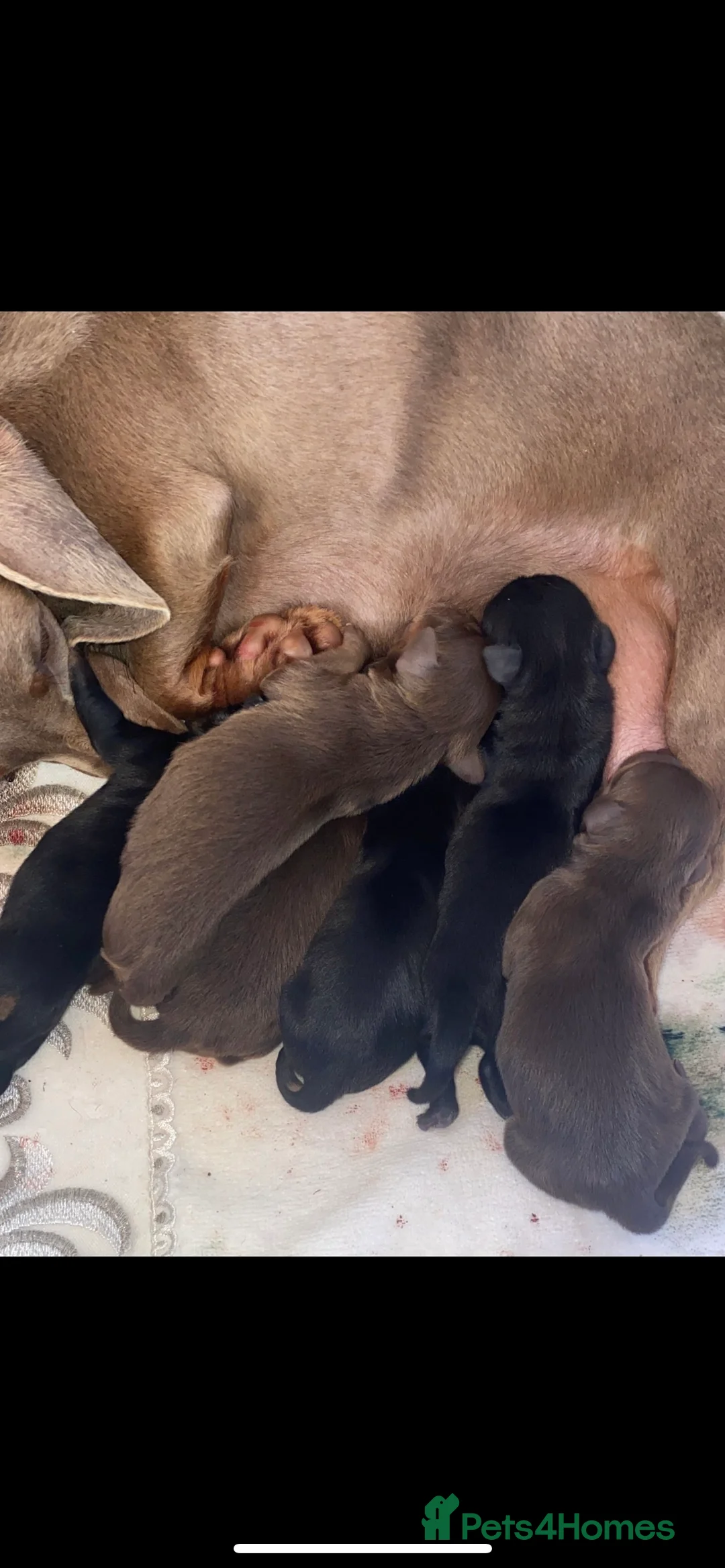 Miniature Dachshund dogs for stud: KC Miniature Dachshund in Liverpool - Advert 14