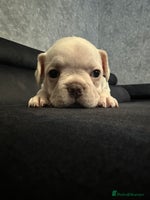 French Bulldog dogs French bulldog - Advert 4