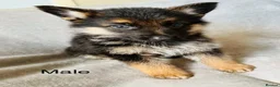 German Shepherd dogs for sale: Gorgeous German shepherd pups for sale  in Durham - Advert 7