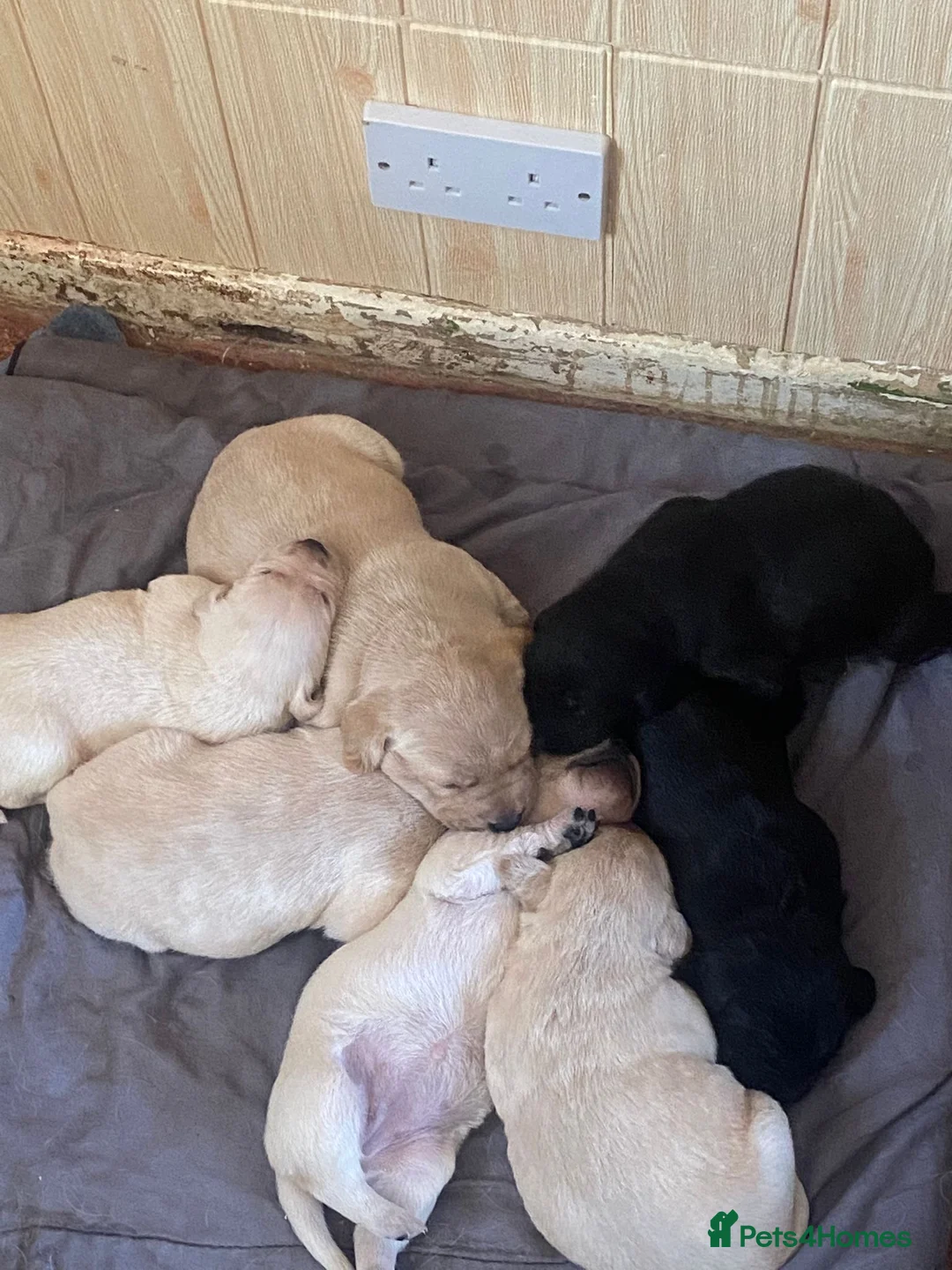 Labrador Retriever dogs for sale: Lovely Labrador puppies  in Bourne - Advert 19
