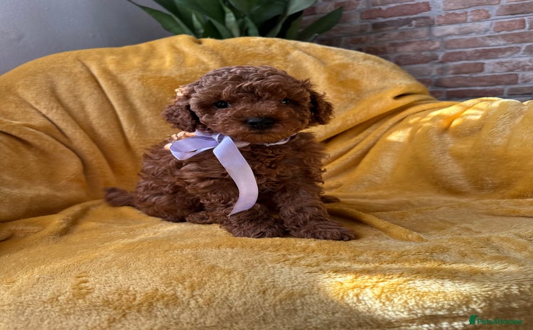 Toy Poodle dogs - Advert 11
