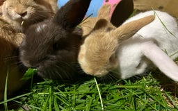 Dwarf Lop rabbits for sale: Dwarf lops ready for forever homes 15th November  - Image 15