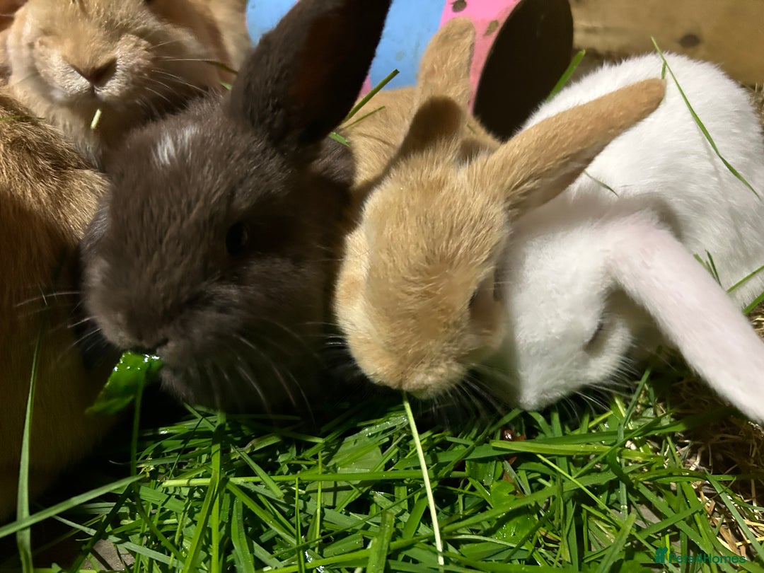 Dwarf Lop rabbits for sale: Dwarf lops ready for forever homes 15th November  - Image 15