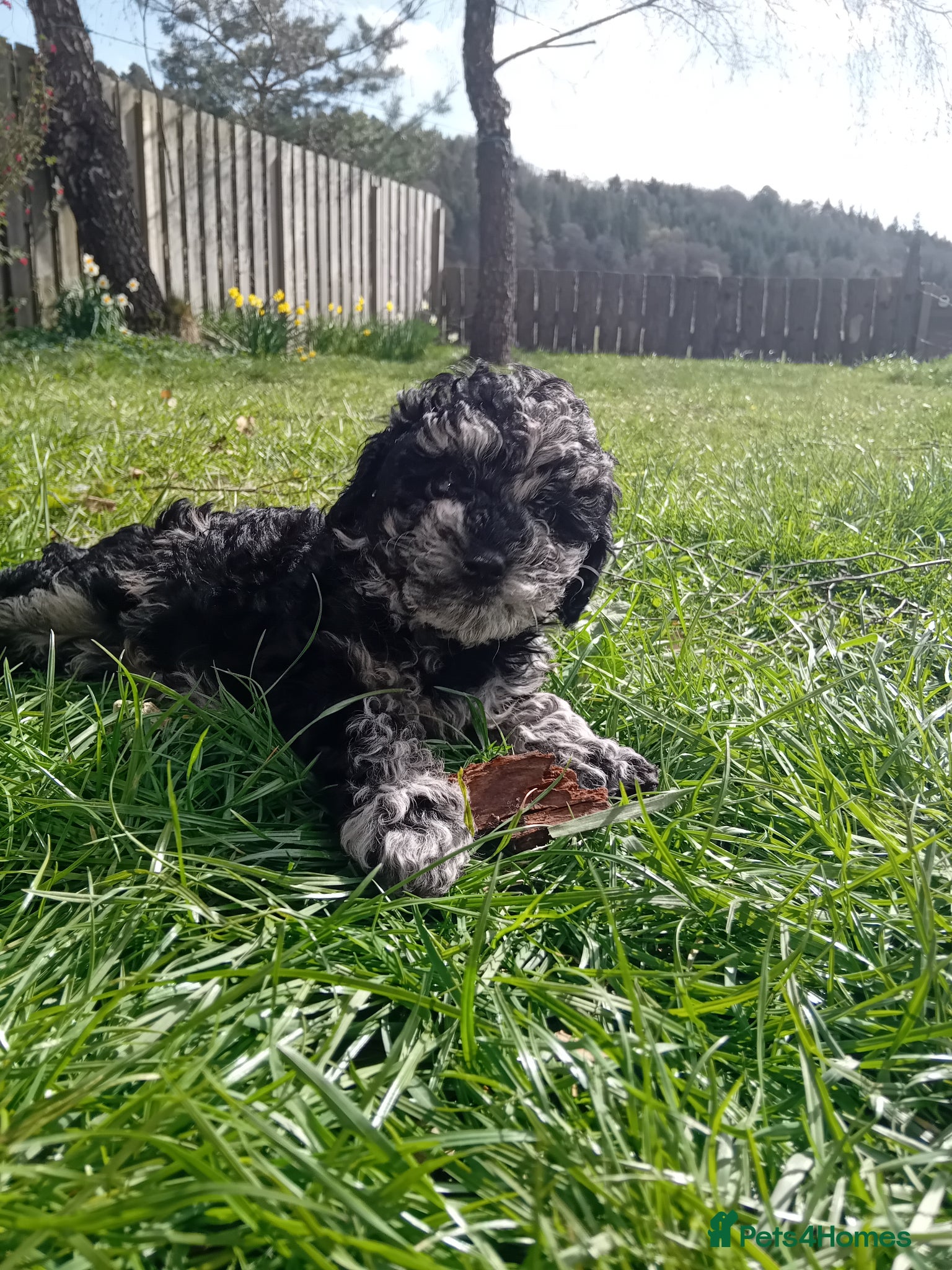 Mixed Breed dogs Tilly, black and silver - Advert 6