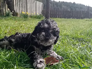 Mixed Breed dogs Tilly, black and silver - Advert 6