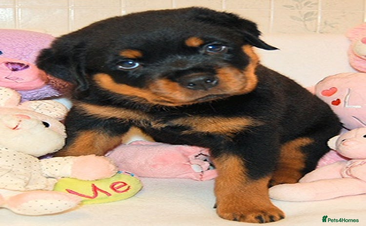 Rottweiler dogs - Advert 1