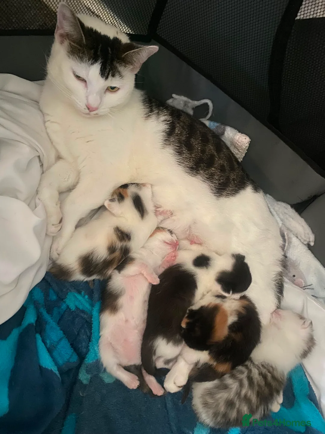 Mixed Breed cats for sale: 2 lovely female kittens in Wolverhampton - Advert 1