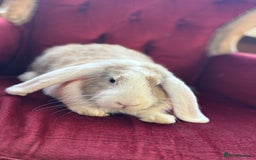 Mini Lop rabbits for sale: Lop bunny for sale 3 months old  - Image 3