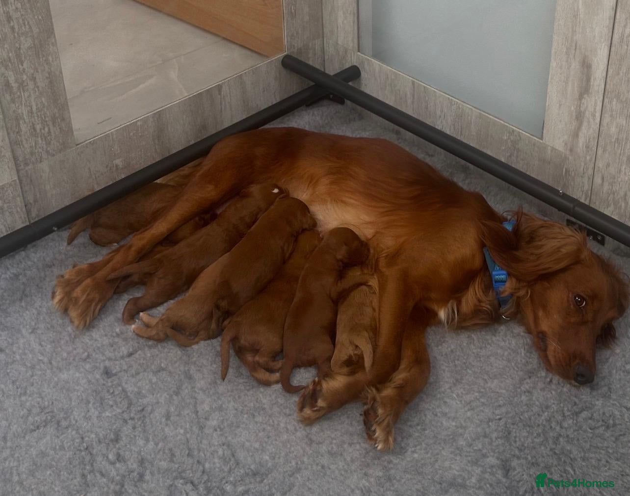 Cockapoo dogs for sale: Stunning F1 puppies Champions Bloodlines  - Advert 1