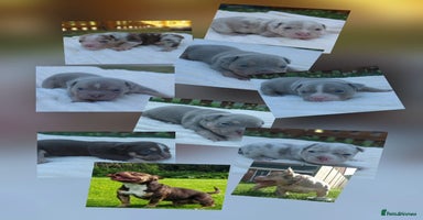 American Bully dogs - Advert 9