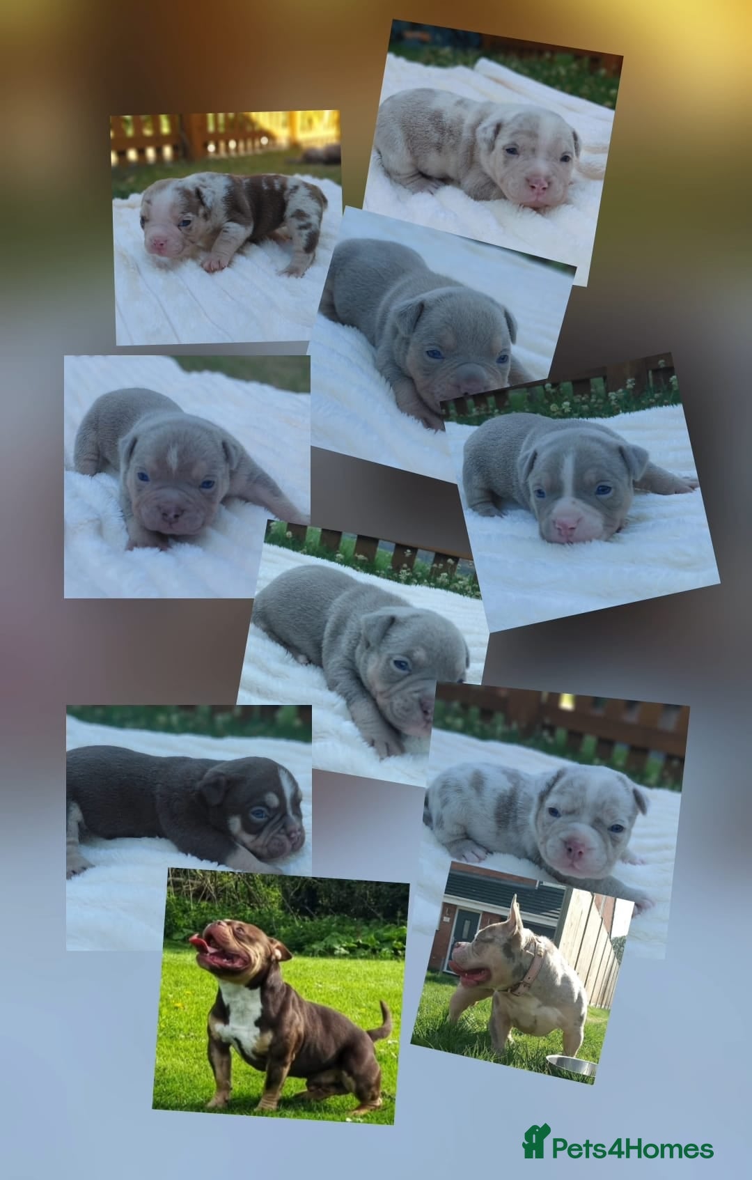 American Bully dogs for sale: REDUCED ABKC QUALITY MICROS - Image 3