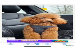 Mixed Breed dogs for sale: Mini/toy poodle puppies  - Image 7