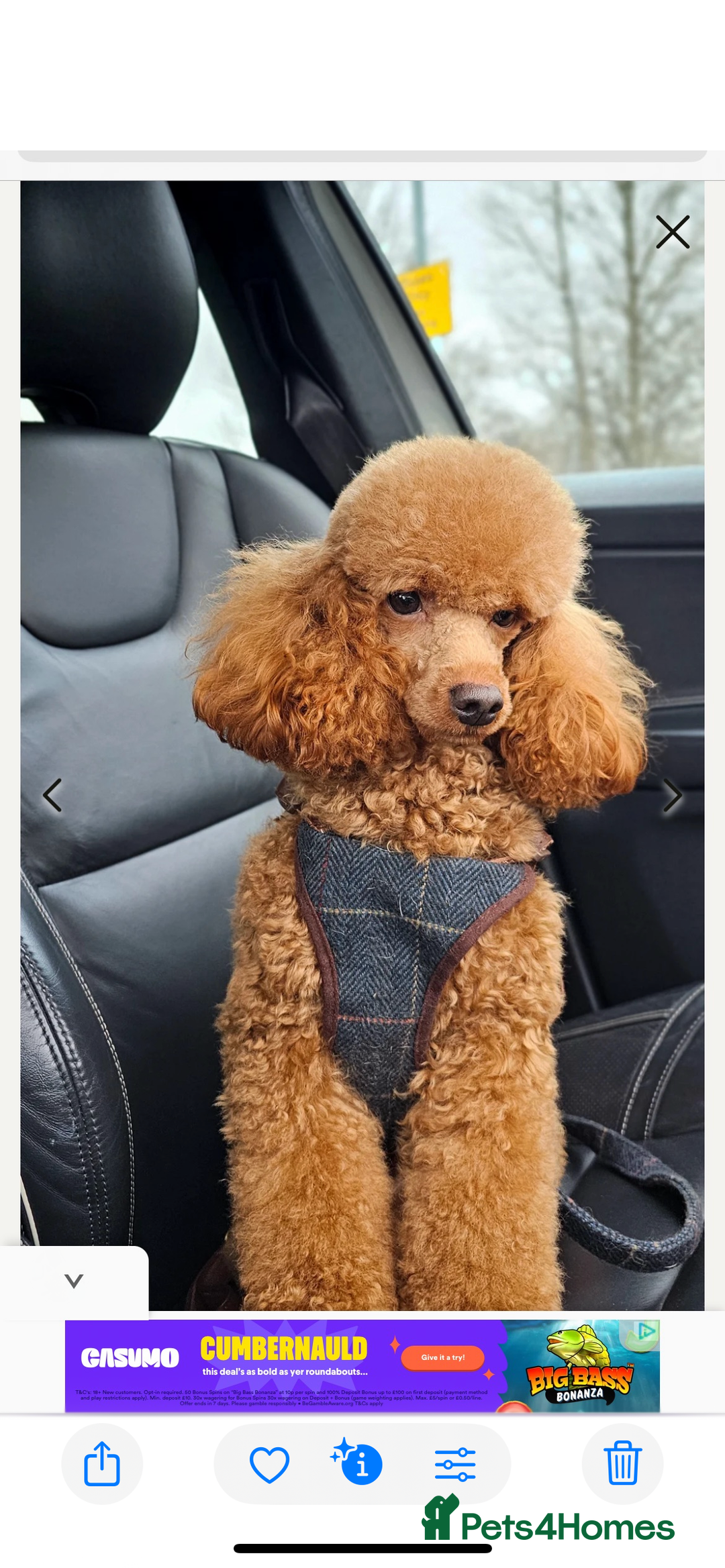 Mixed Breed dogs for sale: Mini/toy poodle puppies  - Image 7