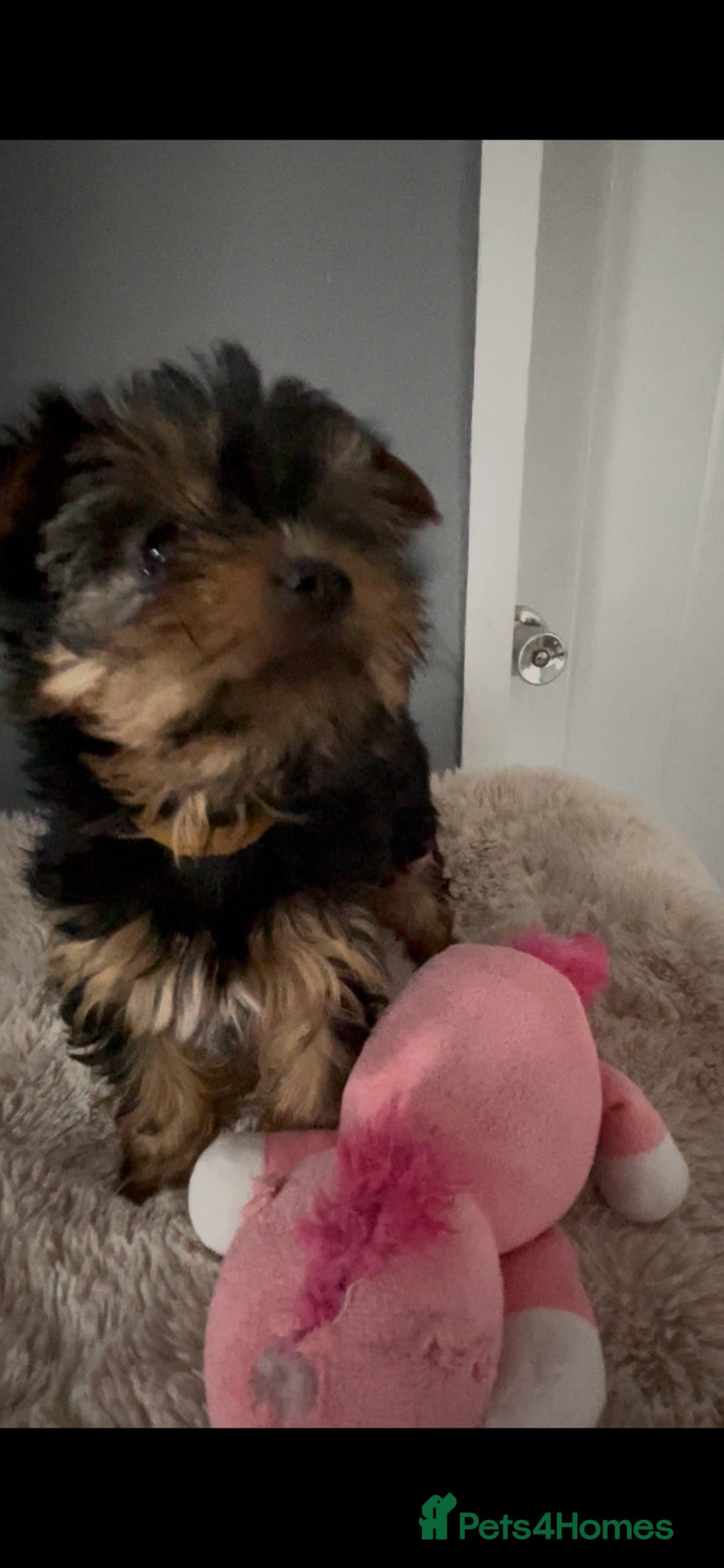 Yorkshire Terrier dogs for sale: PEDIGREE MINI YORKIE PUPS, 2 girls, 2 boys - Advert 2