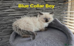 Ragdoll cats for sale: Beautiful fluffy Ragdolls / 2 boys left - Image 4