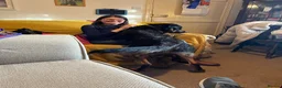 Mixed Breed dogs for sale: Neutered dog suitable as a guard dog - Advert 3