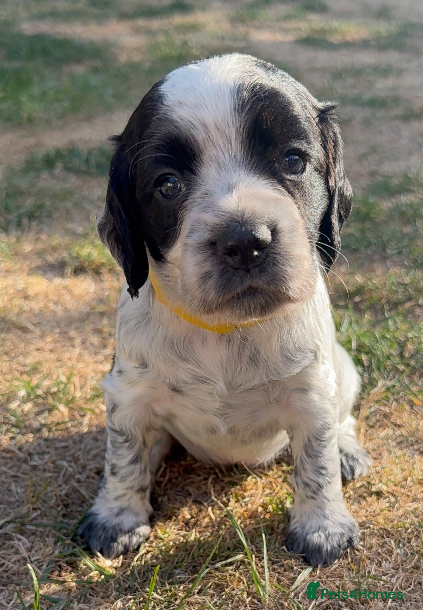 Cocker Spaniel dogs Last 3 KC registered Working Cocker Spaniels - Advert 18