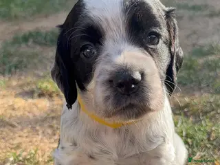 Cocker Spaniel dogs Last 3 KC registered Working Cocker Spaniels - Advert 18