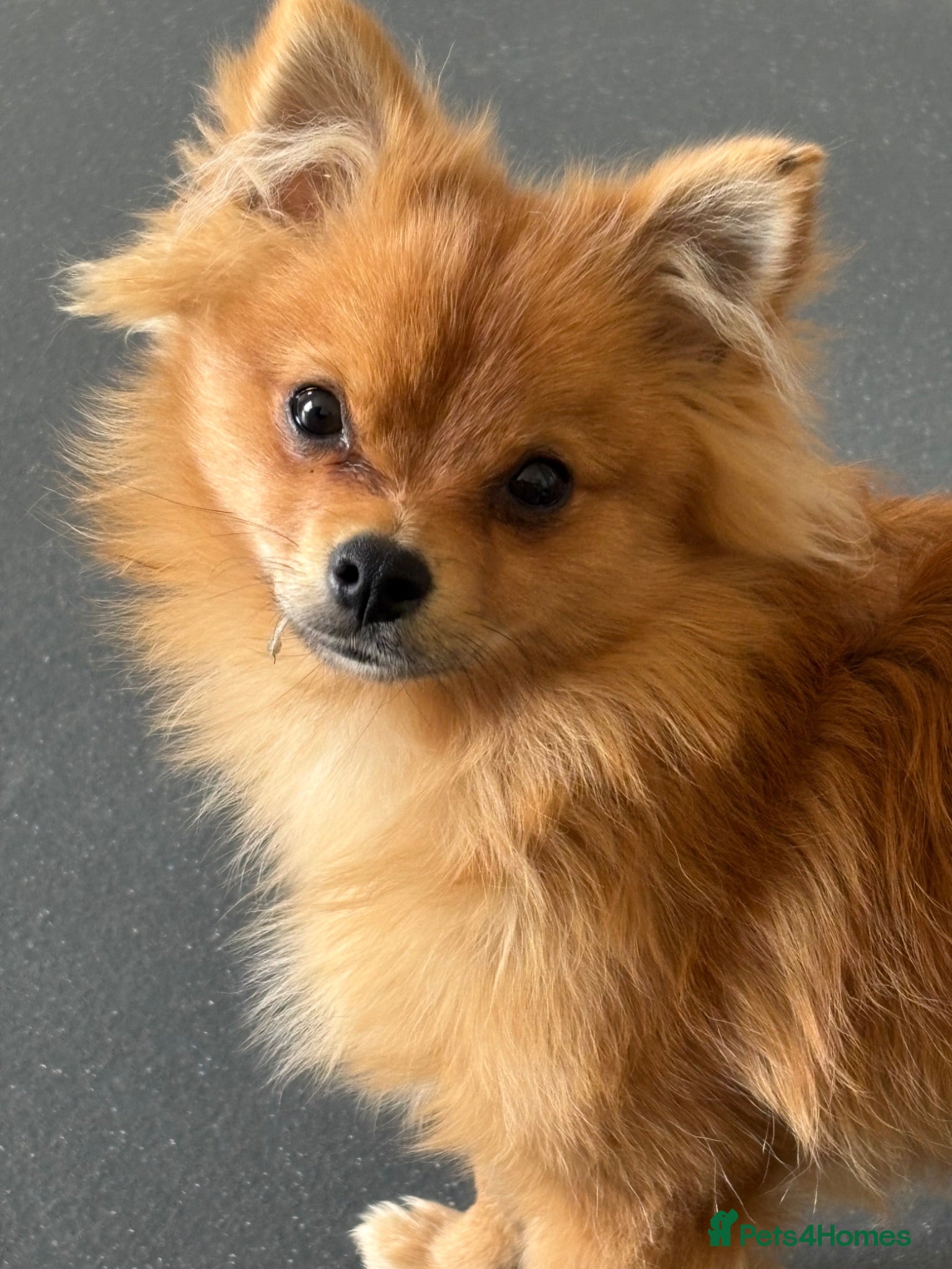 Pomchi dogs Male Pomchi  - Advert 4