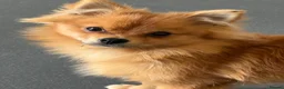 Pomchi dogs for sale: Male Pomchi  in Huntingdon - Advert 1